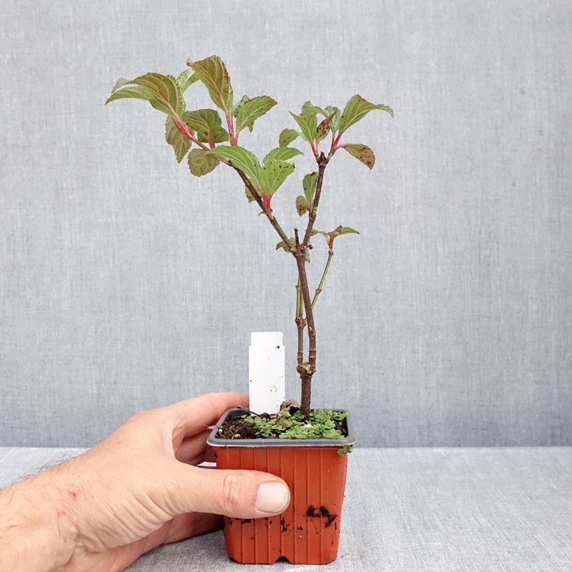 Spécimen de Viorne d'hiver - Viburnum bodnantense Charles Lamont. Godet de 8/9 cm tel que livré en automne