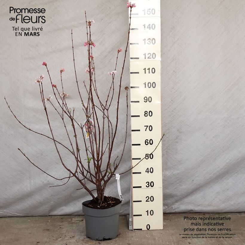 Example of Viorne d'hiver - Viburnum bodnantense Dawn Pot de 7,5L/10L as you get in printemps
