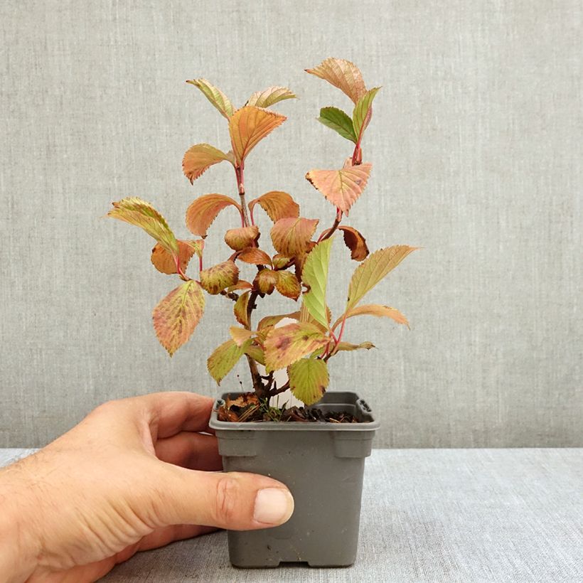 Spécimen de Viorne d'hiver - Viburnum farreri (fragrans) Godet de 8/9 cm tel que livré en été