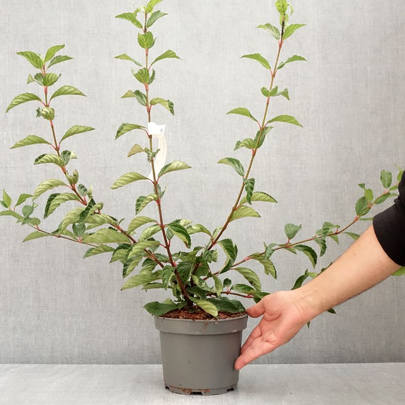 Spécimen de Viorne d'hiver - Viburnum farreri (fragrans) Pot de 2L/3L tel que livré en été