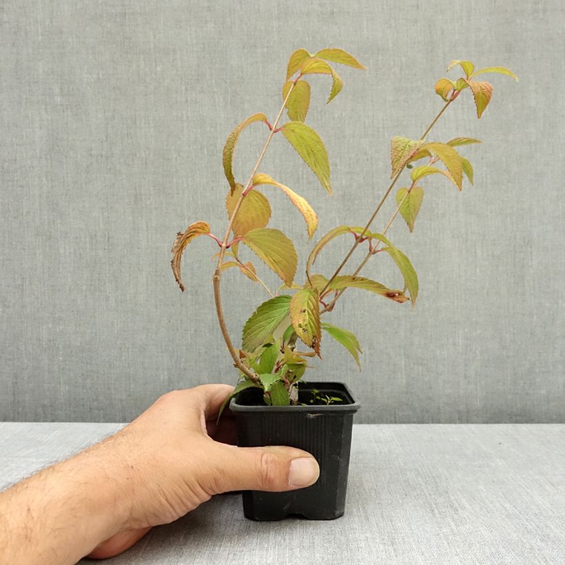 Spécimen de Viorne de Chine - Viburnum plicatum Kilimanjaro Sunrise Godet de 8/9 cm tel que livré en été