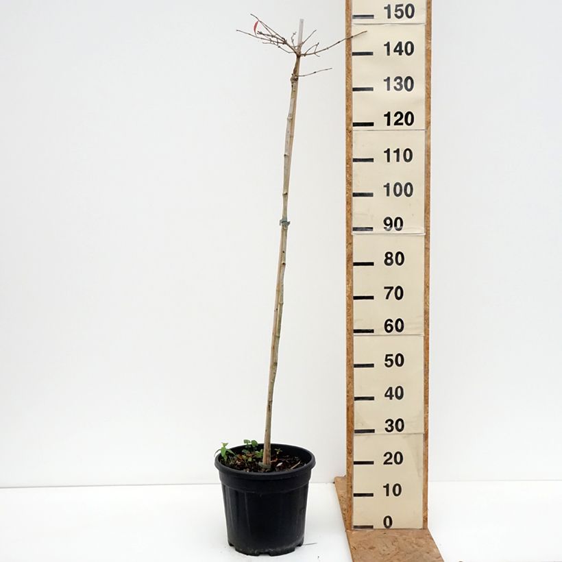 Spécimen de Viorne de Chine - Viburnum plicatum Mariesii Pot de 12L/15L, Tige, Tige de 120 cm tel que livré en automne