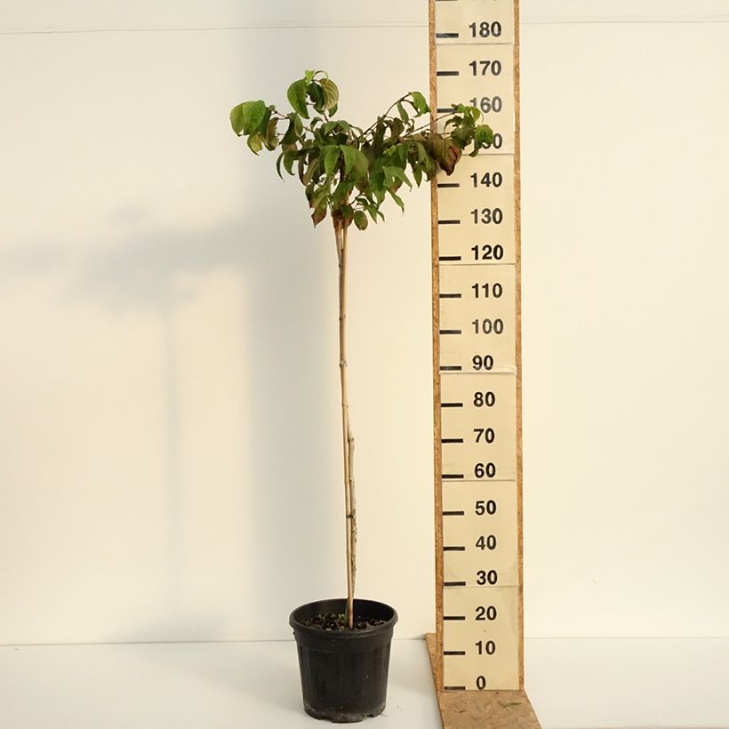 Example of Viorne de Chine - Viburnum plicatum Mariesii Pot de 12L/15L, Tige, Tige de 120 cm as you get in ete
