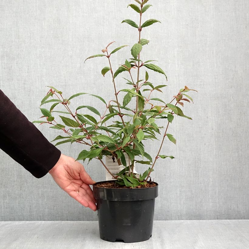 Spécimen de Viorne de Chine - Viburnum plicatum Molly Schroeder Pot de 2L/3L tel que livré en automne
