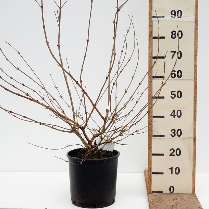 Example of Viorne de Chine - Viburnum plicatum Shasta Pot de 12L/15L as you get in hiver