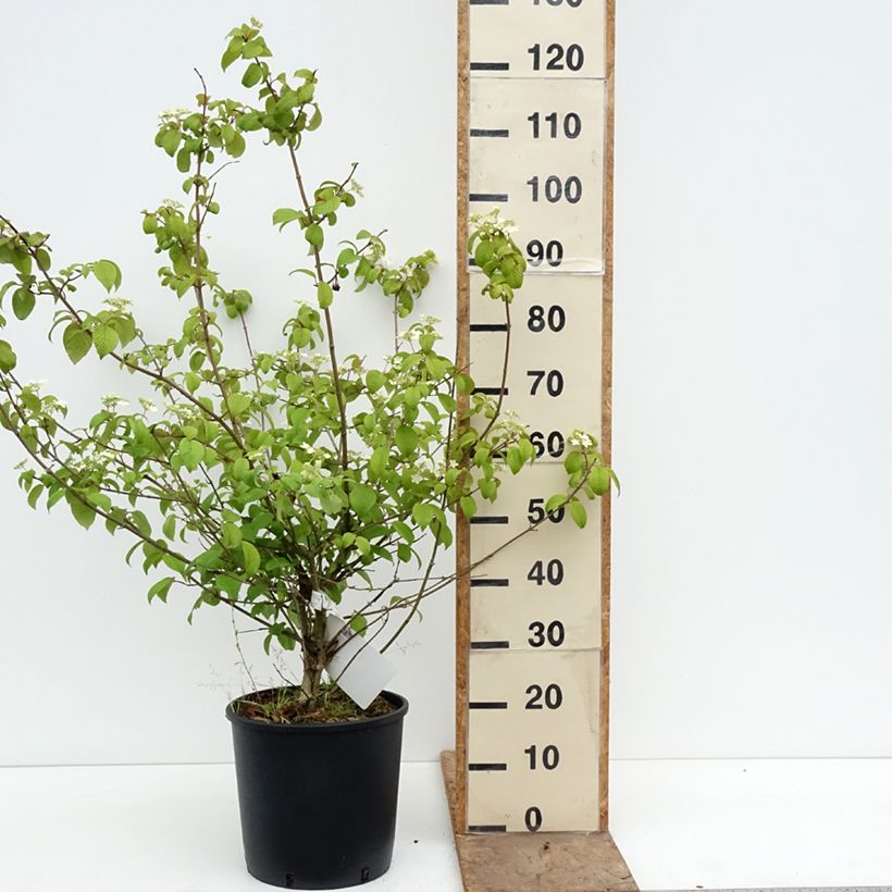 Spécimen de Viorne de Chine - Viburnum plicatum Shasta Pot de 12L/15L tel que livré au printemps