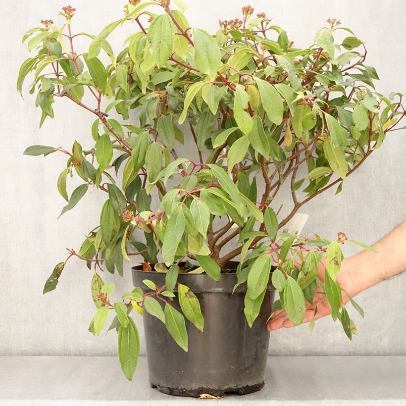 Spécimen de Viorne de David - Viburnum davidii Angustifolium Pot de 7,5L/10L tel que livré au printemps