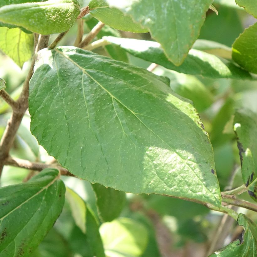 Viorne du Burkwood - Viburnum x burkwoodii Mohawk (Foliage)