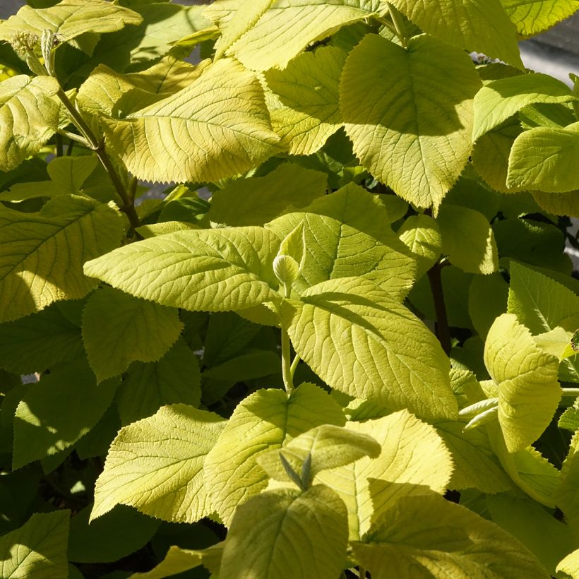 Viorne lantane - Viburnum lantana Aureum (Feuillage)