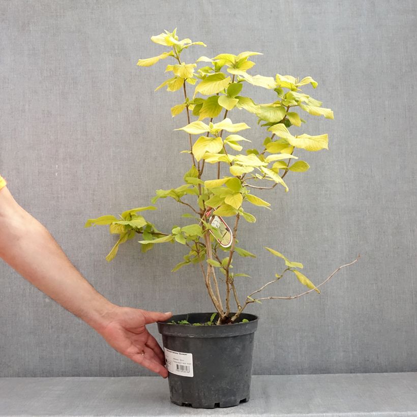 Example of Viorne lantane - Viburnum lantana Aureum Pot de 4L/5L as you get in printemps