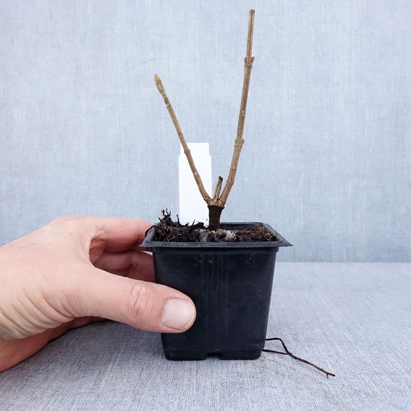 Example of Viorne lantane -  Viburnum lantana Godet de 8/9 cm as you get in hiver