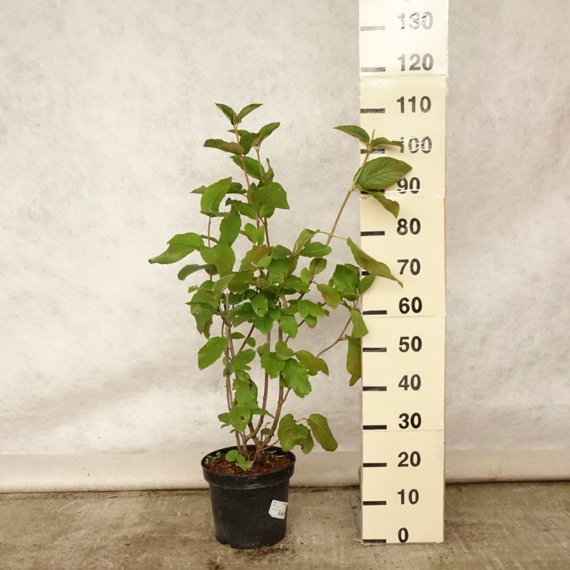Spécimen de Viorne lantane -  Viburnum lantana Pot de 4L/5L tel que livré en été