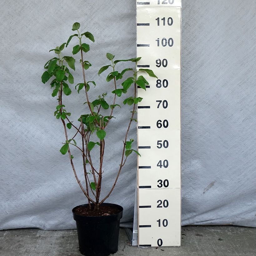 Example of Viorne lantane -  Viburnum lantana Pot de 4L/5L as you get in printemps