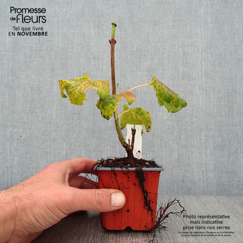 Spécimen de Viorne obier - Viburnum opulus Compactum  Godet de 8/9 cm tel que livré en automne