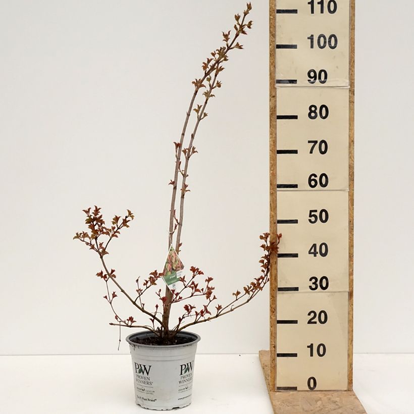 Example of Viorne obier - Viburnum opulus Oh Canada Pot de 4L/5L as you get in printemps
