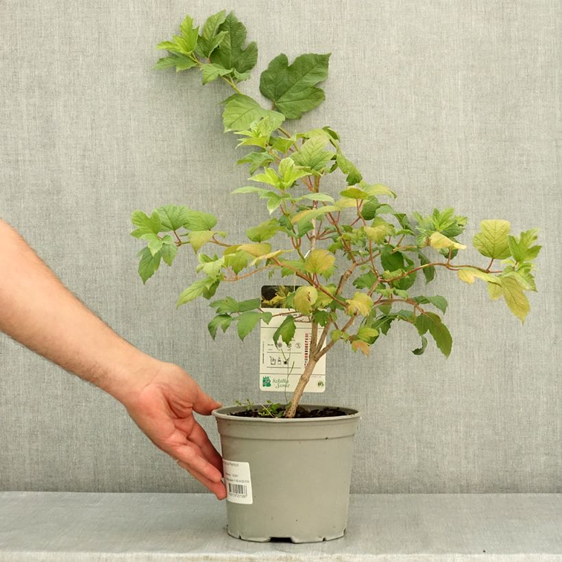 Spécimen de Viorne obier - Viburnum opulus Pechcin Pot de 3L/4L tel que livré en été