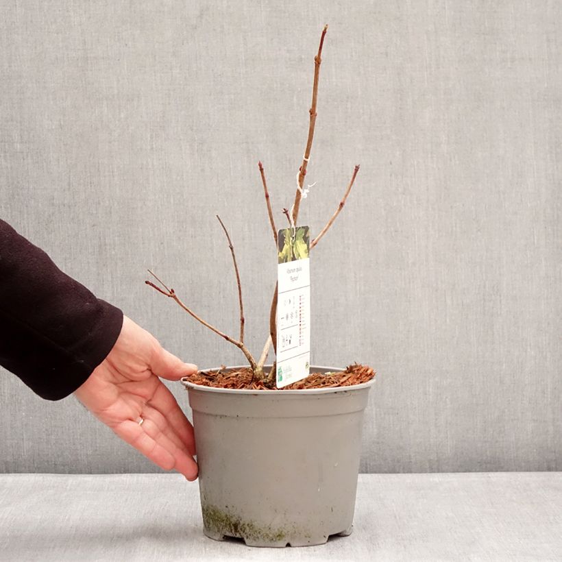 Spécimen de Viorne obier - Viburnum opulus Pechcin Pot de 3L/4L tel que livré en hiver