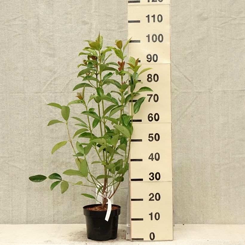 Example of Viorne odorante - Viburnum odoratissimum Pot de 2L/3L as you get in printemps