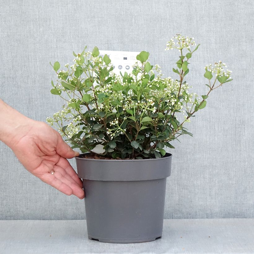 Spécimen de Viorne - Viburnum Fairy Stars Pot de 3L/4L tel que livré au printemps