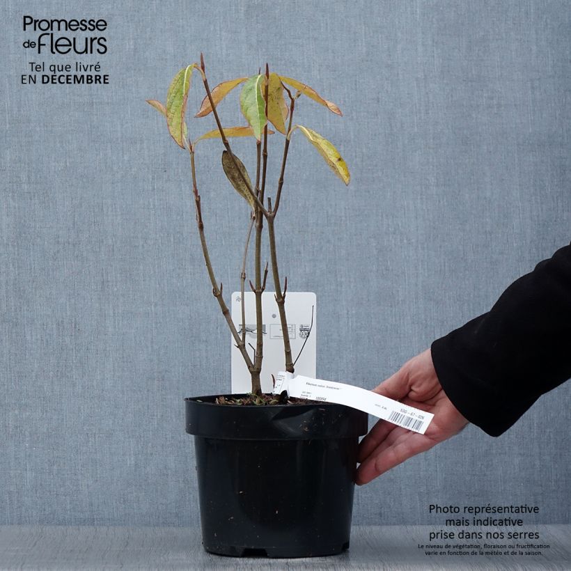 Spécimen de Viorne - Viburnum nudum Brandywine Pot de 2L/3L tel que livré en automne
