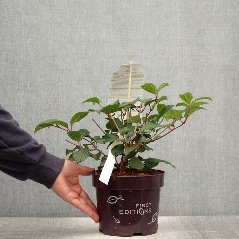 Spécimen de Viorne - Viburnum plicatum Opening Day Pot de 1,5L/2L tel que livré en été