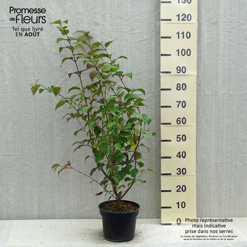 Spécimen de Viorne - Viburnum plicatum Opening Day Pot de 3L/4L tel que livré en été