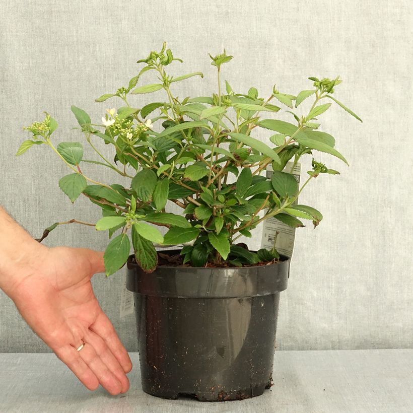 Spécimen de Viorne - Viburnum plicatum Pinkawai Pot de 3L/4L tel que livré en été