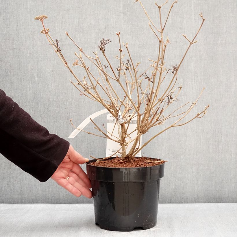 Spécimen de Viorne - Viburnum plicatum Pinkawai Pot de 3L/4L tel que livré en hiver