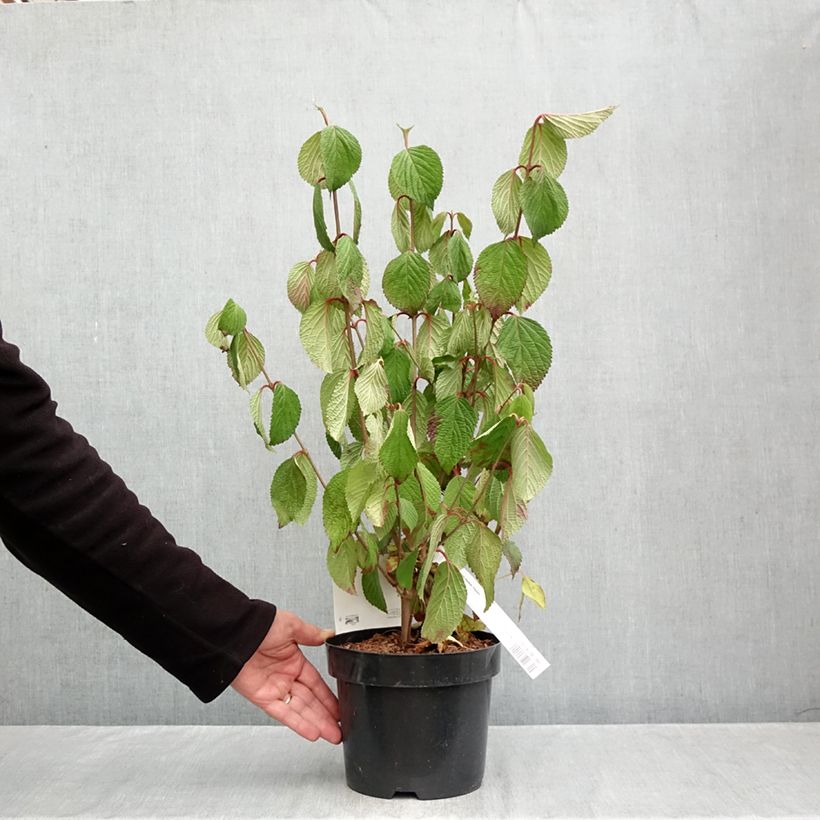 Spécimen de Viorne - Viburnum plicatum Popcorn Pot de 3L/4L tel que livré en automne