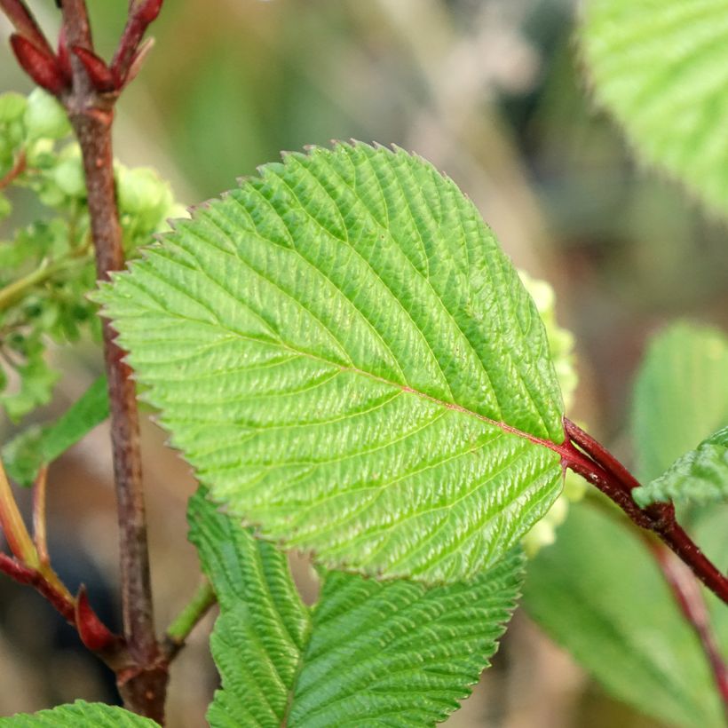 Viorne - Viburnum plicatum Rotundifolium (Feuillage)