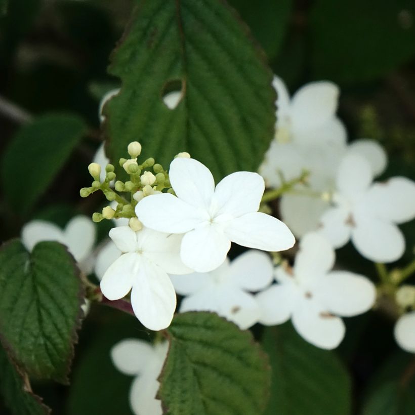 Viorne - Viburnum plicatum Summer Snow Flake (Floraison)