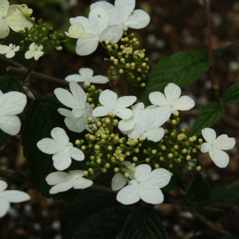 Viorne - Viburnum plicatum Watanabe (Flowering)
