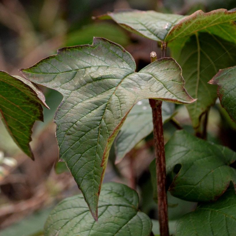 Viburnum sargentii Onondaga - Viorne  (Foliage)