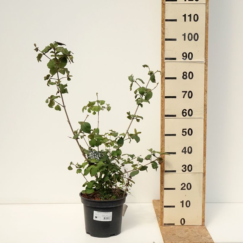 Spécimen de Viorne - Viburnum (x) carlcephalum  Pot de 7,5L/10L tel que livré en été