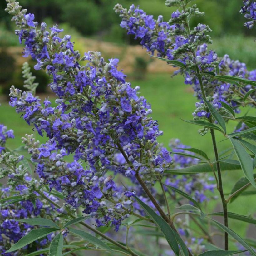 Vitex agnus-castus Delta Blues - Gattilier (Flowering)
