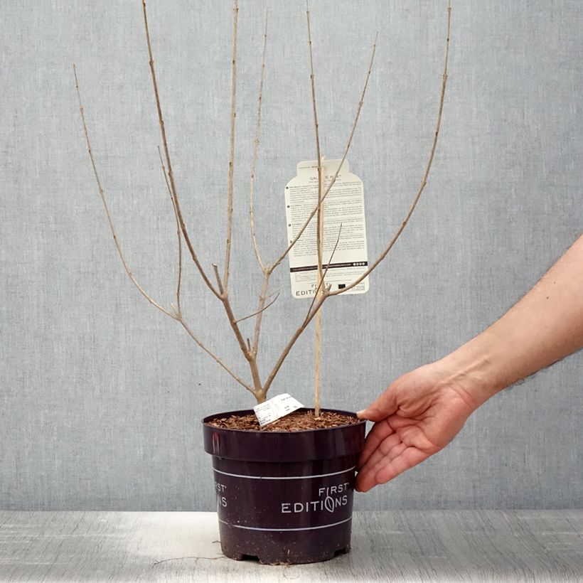 Example of Vitex agnus-castus Galactic Pink - Gattilier Pot de 3L/4L as you get in printemps