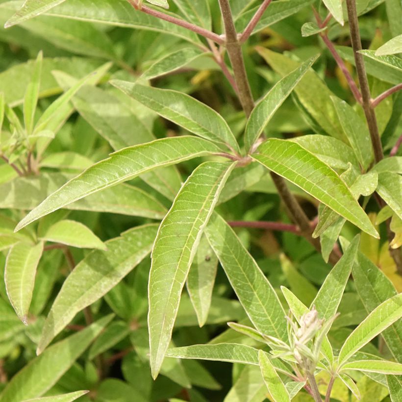 Vitex agnus-castus Galactic Pink - Gattilier (Foliage)