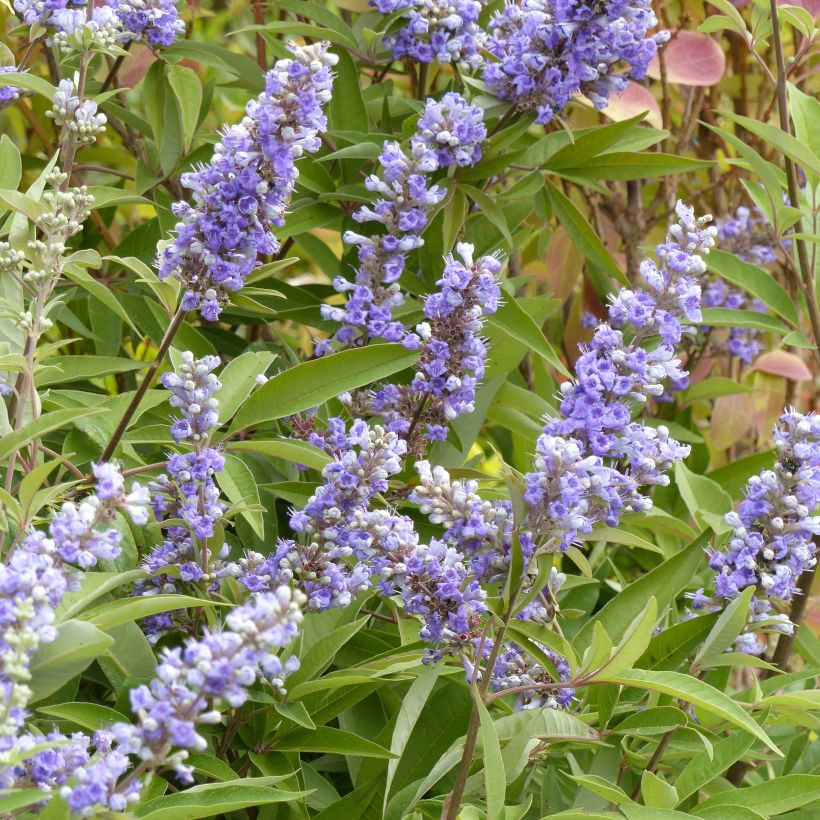 Vitex agnus castus Latifolia - Gattilier (Flowering)