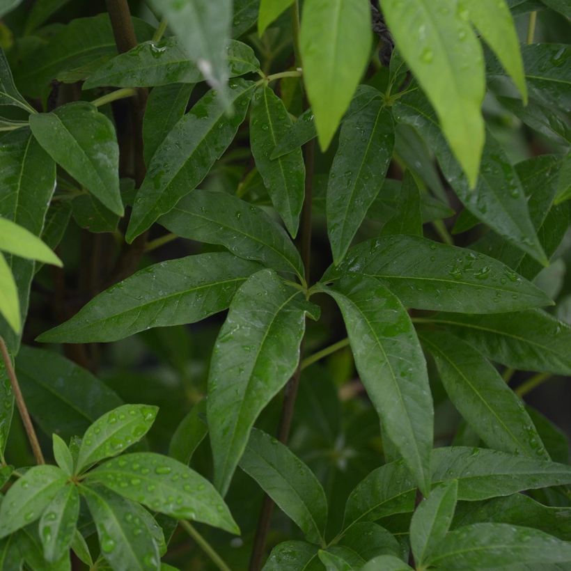 Vitex agnus castus Latifolia - Gattilier (Foliage)