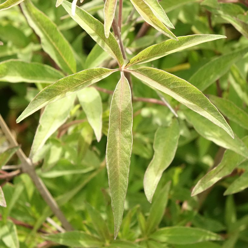 Vitex agnus-castus Pink Pinnacle (Foliage)