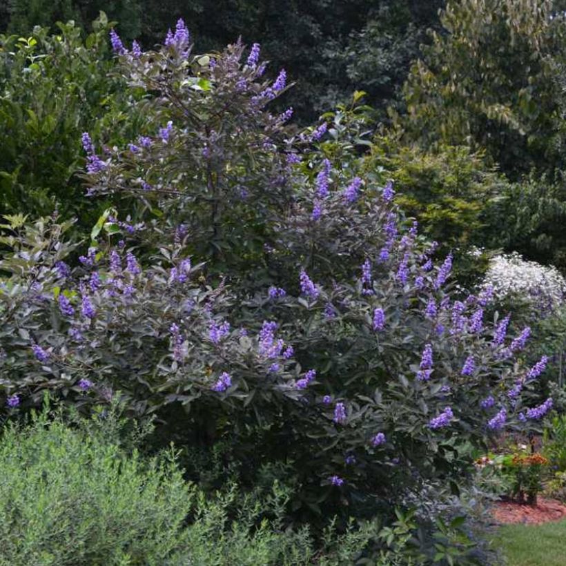 Vitex agnus-castus Flip Side - Gattilier (Plant habit)
