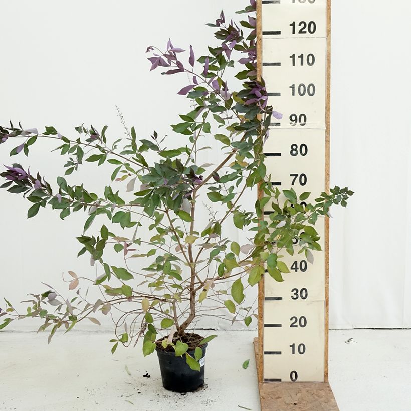 Spécimen de Vitex trifolia Purpurea - Lilas d'Arabie Pot de 3L/4L tel que livré en automne