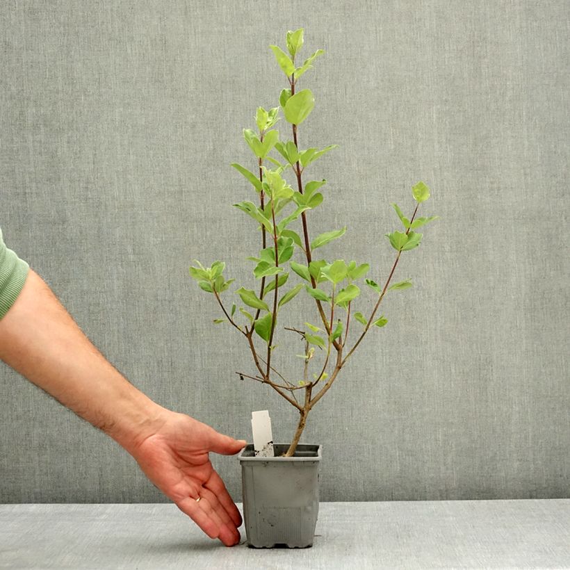 Spécimen de Vitex x agnus-castus Chicagoland Blues - Gattilier Pot de 12 cm / 13 cm tel que livré au printemps