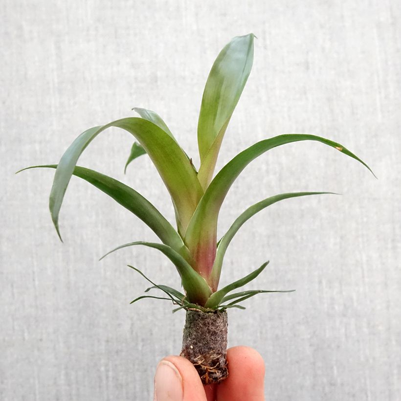 Example of Vriesea Ida Mini-plante as you get in printemps