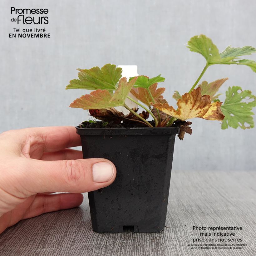 Spécimen de Waldsteinia geoides - Waldstenie faux-fraisier Godet de 8/9 cm tel que livré en automne