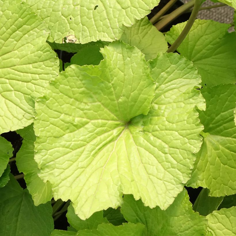 Wasabi japonais - Eutrema japonicum (Foliage)