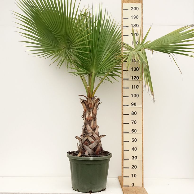 Example of Washingtonia robusta - Palmier du Mexique Pot de 50L/55L, Stipe 60/+ cm as you get in ete