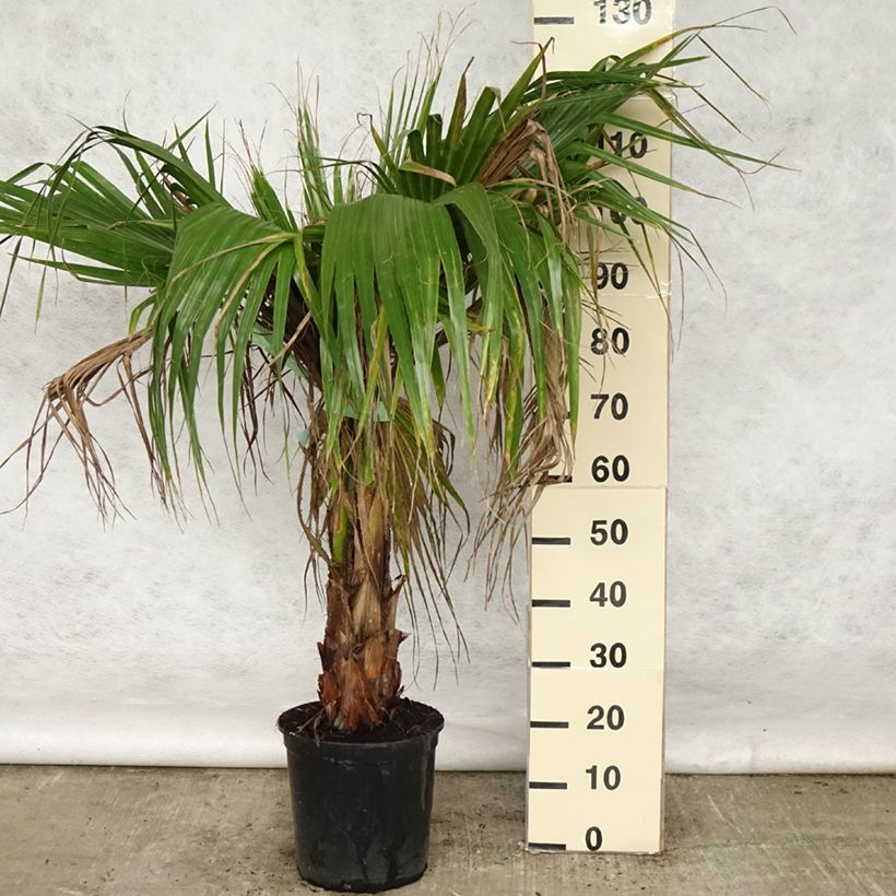 Example of Washingtonia robusta - Palmier du Mexique Pot de 7,5L/10L as you get in printemps