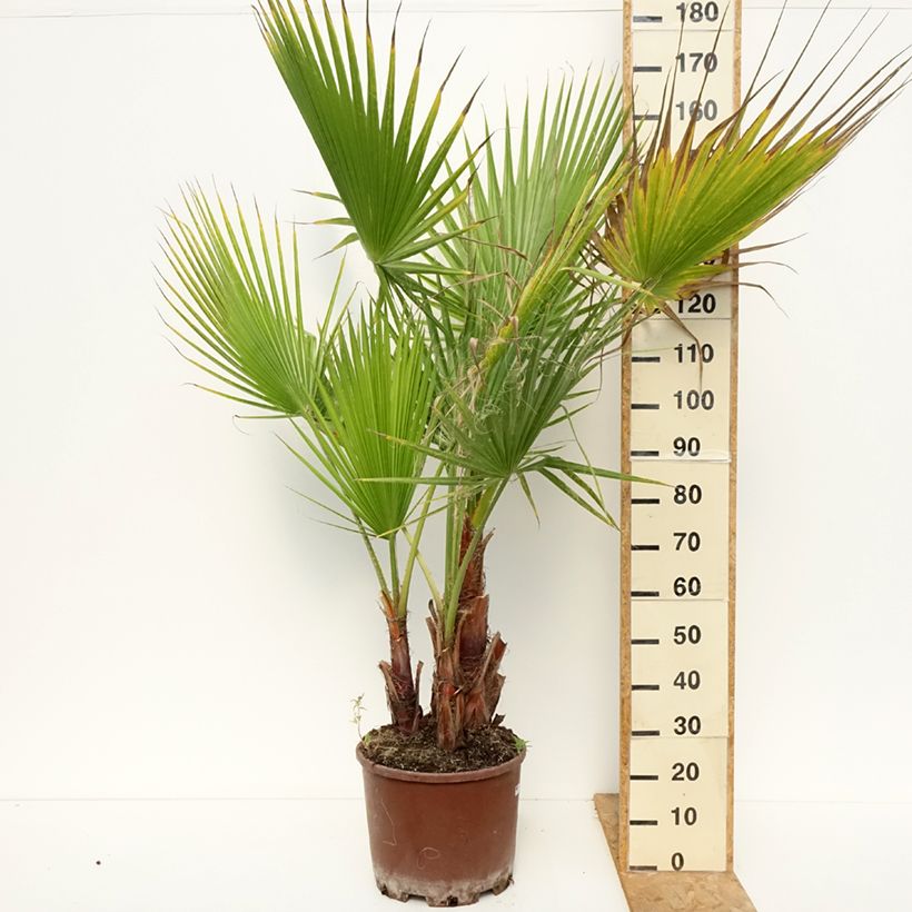 Example of Washingtonia robusta - Palmier du Mexique Pot de 20L/25L, Groupe 3 stipes de 15/20 cm as you get in ete