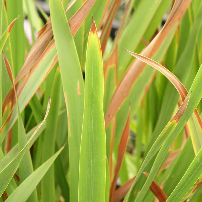 Watsonia borbonica - Watsonie de Bourbon (Feuillage)